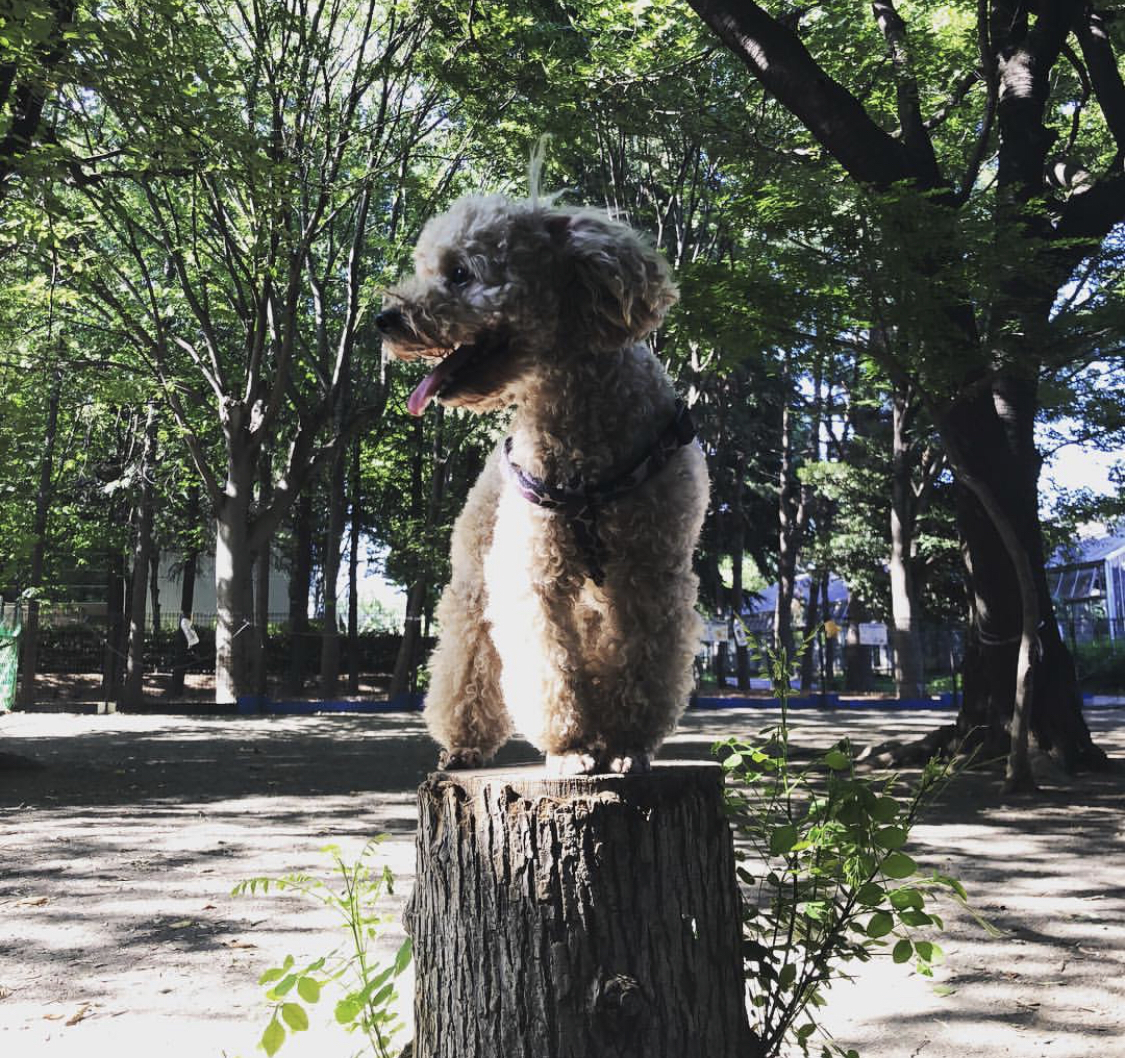 東京のドッグランといえばココ 原宿と渋谷の間に位置する代々木公園はやっぱり最高 アニマリスト Animalist
